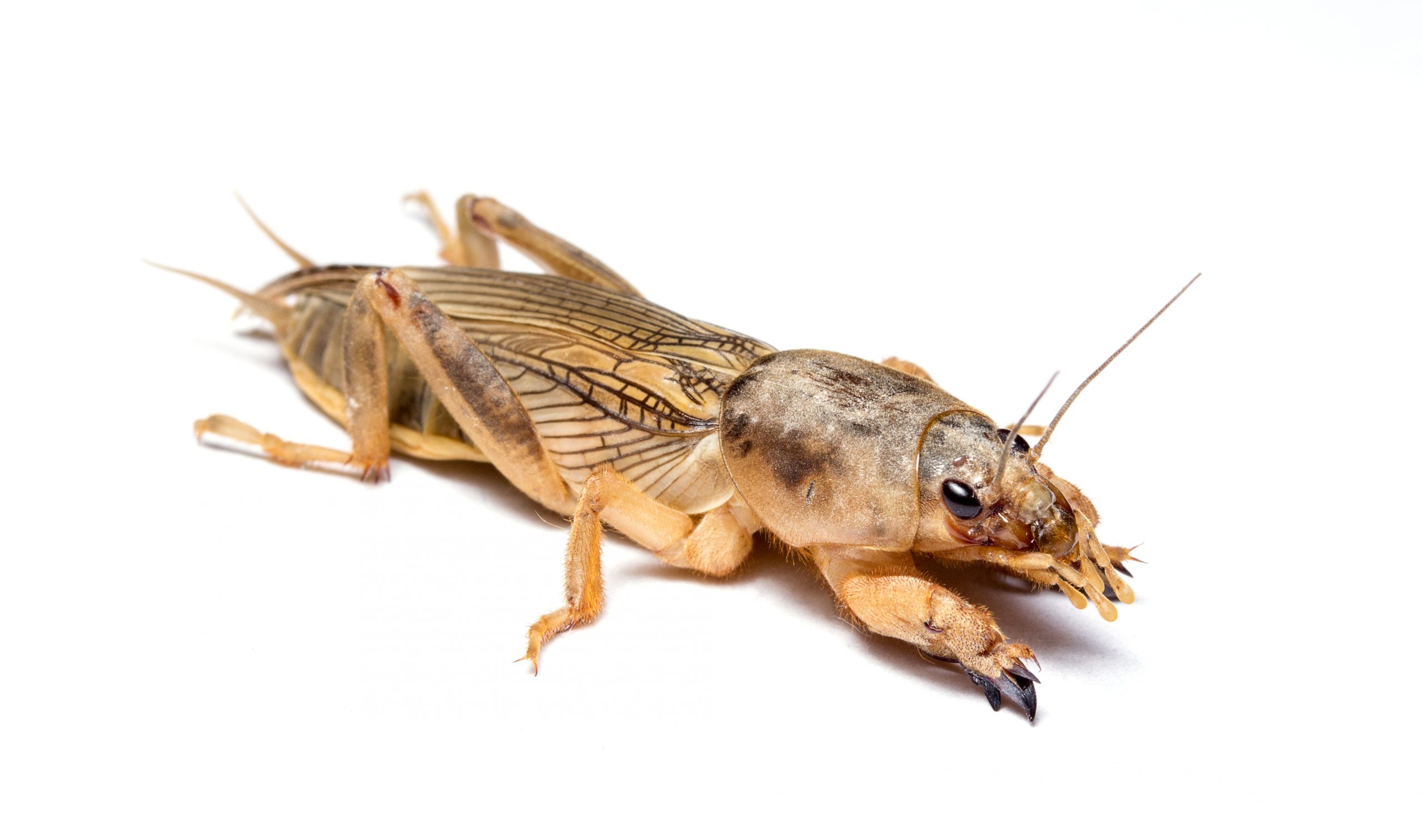 Over the past several years, mole crickets have become a serious turf pest ...