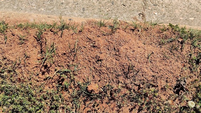 Fig. 1 Fire Ant Mound, Wake Co., May 1 2021