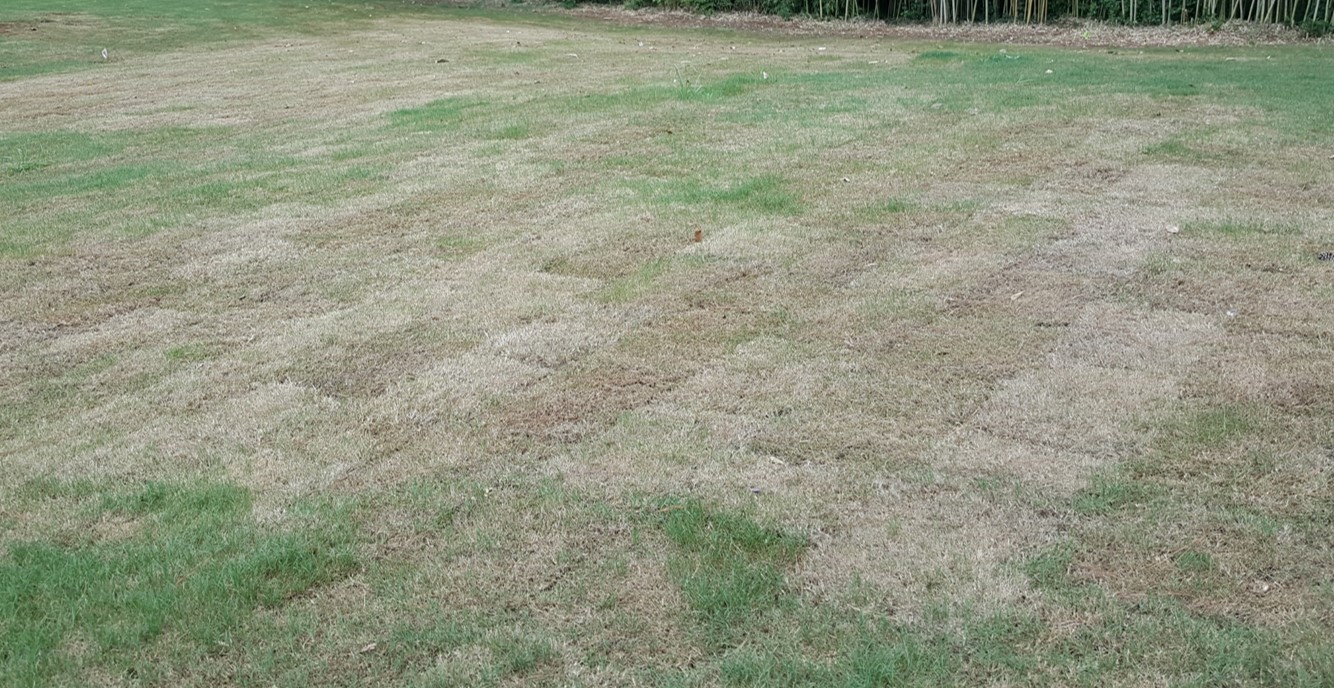 Fall Armyworm Q&A – NC Turf Bugs