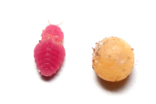 Fig. 1 Ground pearl adult female (left) and cyst (right)